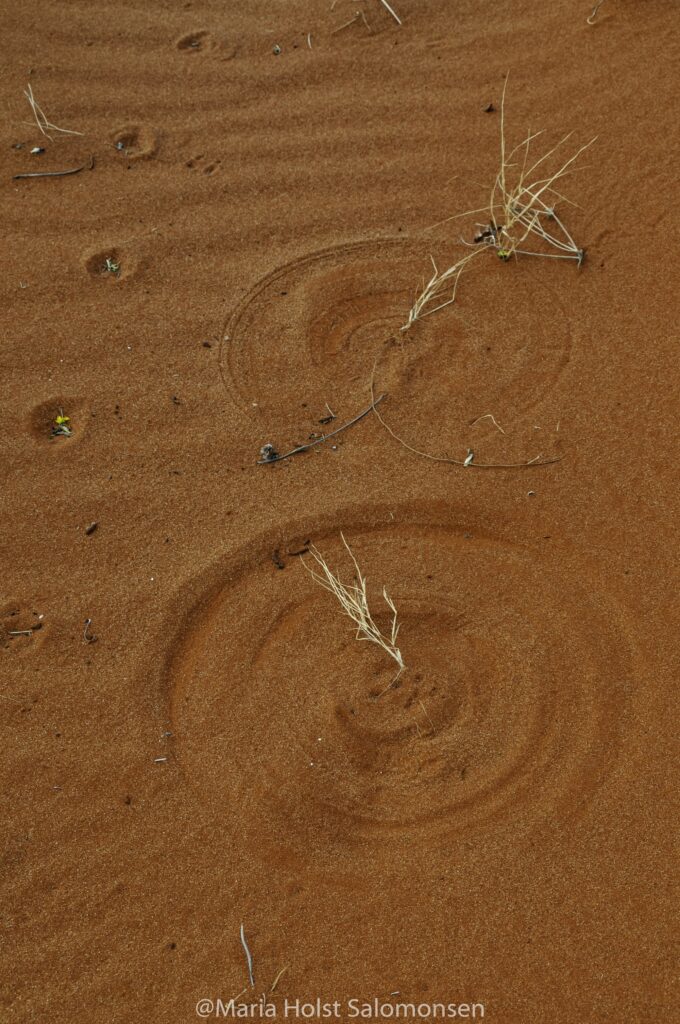 sand dunes on the oodnadatta track 2021
